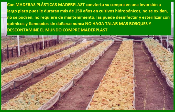 hidroponía como se preparan cultivos hidropónicos flores hidropónicas como se hace el cultivo tecnificado flor de invernadero cultivo hidropónico tecnificado maderplast surcos camas tutores 007 hidroponía como se preparan cultivos hidropónicos flores hidropónicas como se hace el cultivo tecnificado flor de invernadero cultivo hidropónico tecnificado maderplast surcos camas tutores 007 0101 hidroponía como se preparan cultivos hidropónicos flores hidropónicas como se hace el cultivo tecnificado flor de invernadero cultivo hidropónico tecnificado maderplast surcos camas tutores 0071111